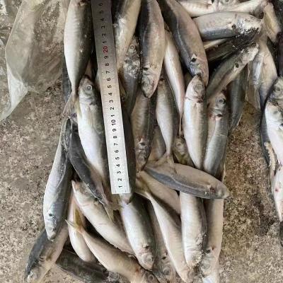 China 10-12pcs/kg NATURE Round Scad Frozen Fish for sale