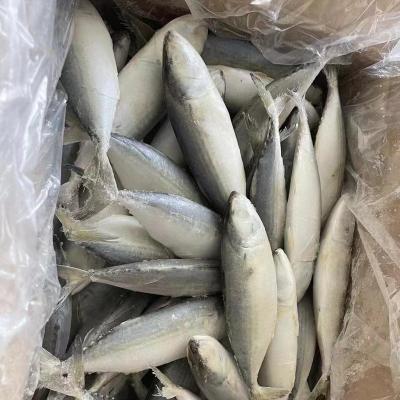 China NATURE 4-6pcs/kg Frozen Indian Mackerel Fish for sale