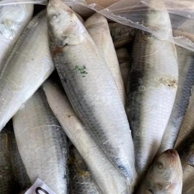 China NATURE Sardine Fish Frozen Sardinella Aurita 6-8pcs/kg for sale