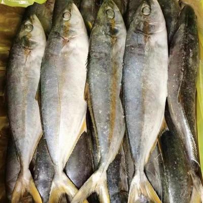 China NATURE 300-500G Frozen Yellow Tail Scad Fish for sale