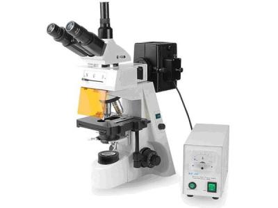 China 7146Y Fluorescence microscope China Manufacturer for sale