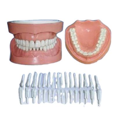 China Dental Typodonts Hospital Clinic University Standard Size Teeth Demountable Structure Model for sale