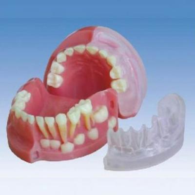 China BIX-L1021 Vivid 3 Years Milk Teeth Alternating Anatomical Teeth Model for sale