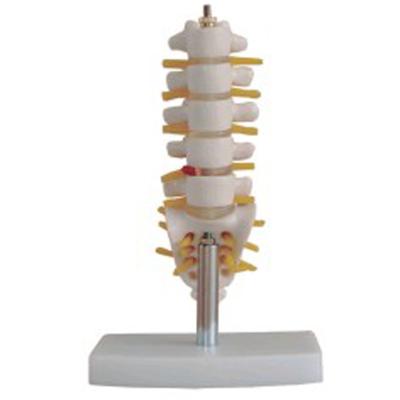 China Medical Human Coccyx Bone Hospital Clinic University Lumbar Vertebrae Teaching Model for sale