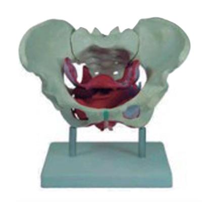 China Vivid Female Pelvis Anatomical Model With Pelvic Floor Muscle A1037 for sale