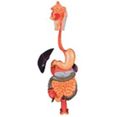 China Human Simulation Realistic Human Anatomical Digestive System Model for sale