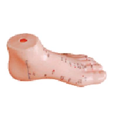 China 17cm ChineseTroditional Foot Massage Foot Model for sale