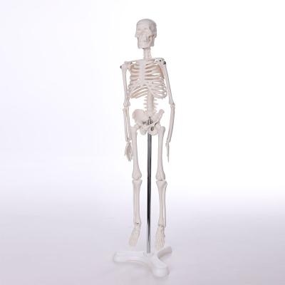 China High Quality Pelvis Suction Spinal Pvc Hospital Training Chinon Skeletal Model Simulator Skeletal Anatomical Model for sale