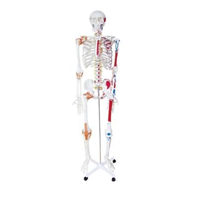 China With Human Skeletal Muscle And Ligament Model 180cm With Muscle And Ligaments for sale