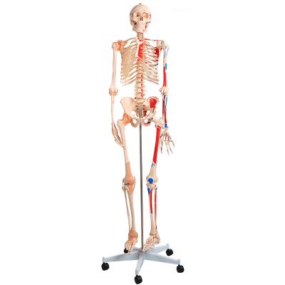 China Hospital Clinic University Human Bone Skeleton with Muscle Color and Ligament Model for sale