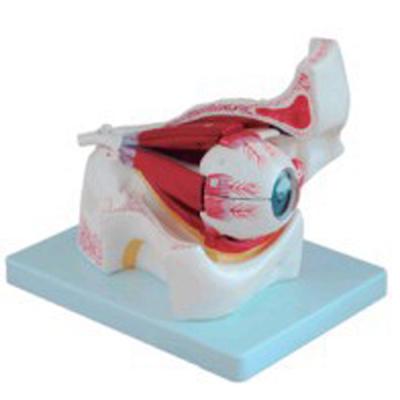 China Durable medical science 3 times observe anatomical model for sale