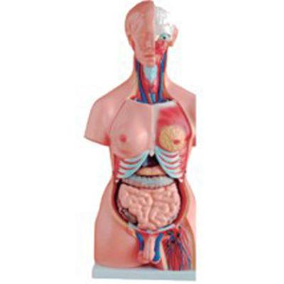 China Durable Medical Sciences 85CM 23 Parts Double Sex Human Organs Torso Model A1041 for sale