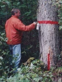 China Tree Marker, Tree Marking Paint, Fluorescent Orange for sale