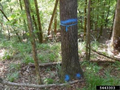 China Tree Marker, Tree Marking Paint, Fluorescent  Blue for sale