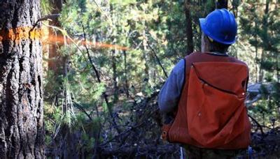 China Tree Marker, Tree Marking Paint, Fluorescent Orange for sale