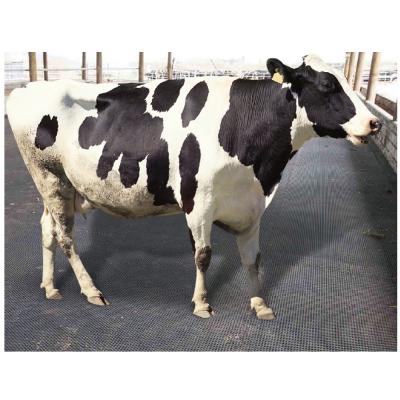 China Cow Stall Slip Resistance Dairy Yards Water Proof Rubber Cow Floor Mat 1.2*1.8m for sale