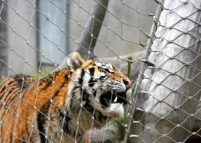 中国 AISI316 柔らかい動物園動物用囲み 鉄筋/結び目付き ワイヤ網フェンス 動物のためのフェンス 販売のため