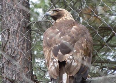 China Leichtgewichtige Edelstahl-Vogelnetz 1,2 mm mit 30 mm Lochgröße zu verkaufen