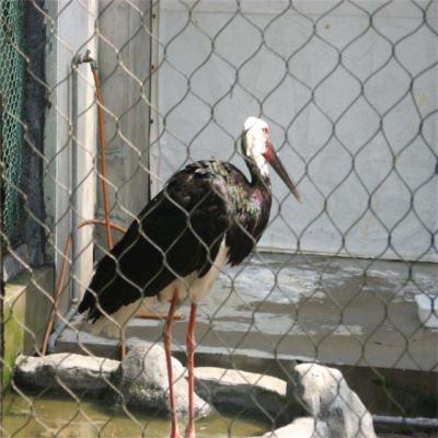 China Roestvrij staal vogelhuis netten vogelkooien op maat gemaakte diamantvormige draad hek panelen Te koop