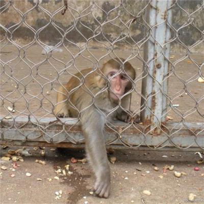 China Roestvrij staal vogelhuis net zoo touw net draad touw net voor dieren hok hek Te koop