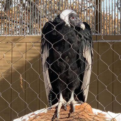 China Bird Aviary Netting RTS Durable Wire Rope Mesh For Zoo Park Wildlife Exhibit Net for sale