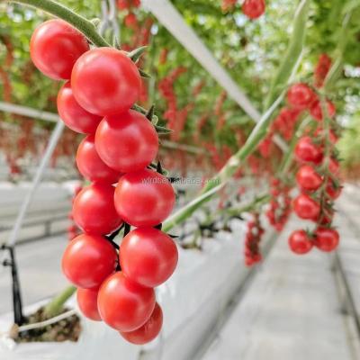 China Vegetable Fruits Flowers commercial tomato cocopeat growing bag polycarbonate garden greenhouse tomato hanger  farming price for sale