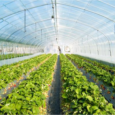 China Vegetable Fruits Flowers agriculture productive low cost single span tunnel greenhouse for sale