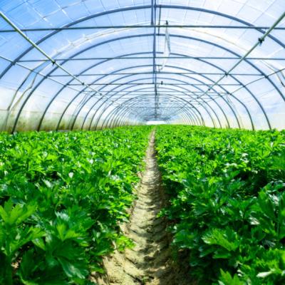 China Vegetable Fruits Flowers agricultural tunnel single-span pe plastic film glass greenhouse for sale