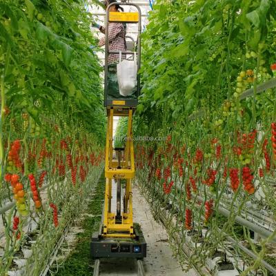 China Vegetable Fruits Flowers multi span turkey agriculture film  tomato  hook greenhouse turkey for sale