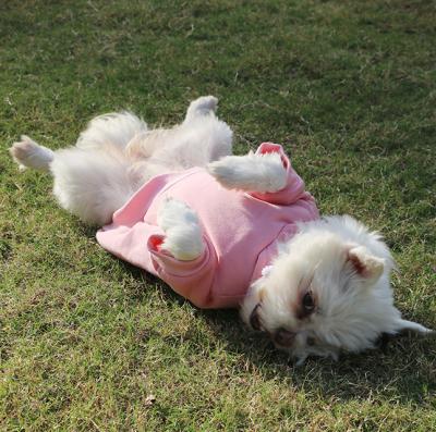 China Viable Cute Red-Pink Pet Clothes Dog Cat Sport Sweater Soft Plain Pet Hoodies For Outdoor Training for sale