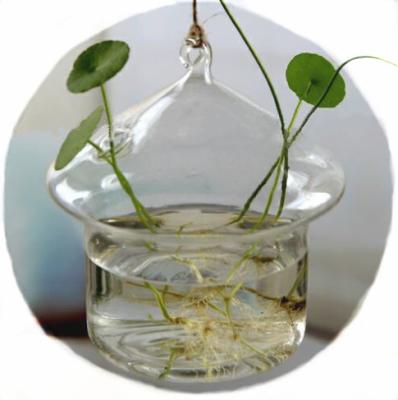 China Wholesale New Design Modern and High Quality Hanging Glass Mushroom Shaped Fish Tank with Competitive Price for sale