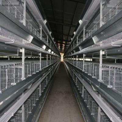 China High Density Corrosion Layer Chicken Plant H Type Cage For Closed Chicken House Chicken Producing Machine for sale