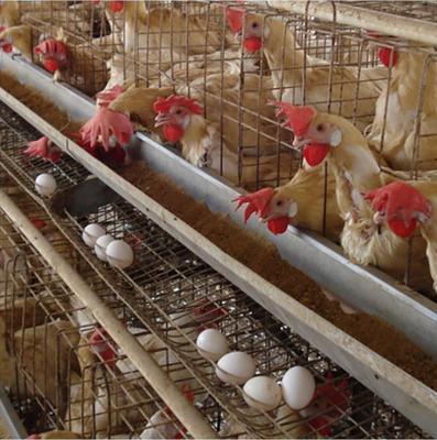 China Layer Chicken Farm Animal And Poultry Agriculture Equipment Chicken Farming for sale