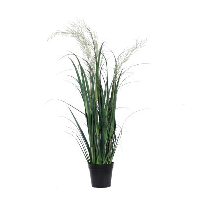 China Natural Foliage Plant Touch Leaf Artificial Green Climate And Medium Onion Plant Subtropics for sale