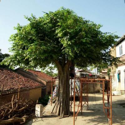 China Artificial tree/factory artificial tree banyan tree direct selling synthetic artificial tree galvanized steel bionic ficus tree for sale