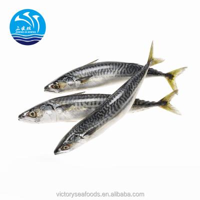 China FROZEN Round BQF Mackerel Whole Frozen Fish for sale