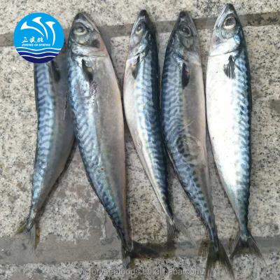 China China FROZEN Cheap Frozen Pacific Seafood Mackerel Fish for sale