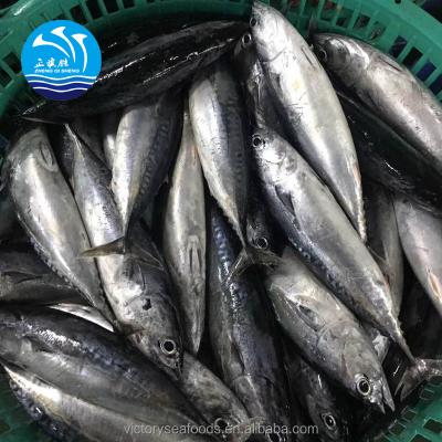 China Whole Frozen Pacific Mackerel JELLY for Bait for sale