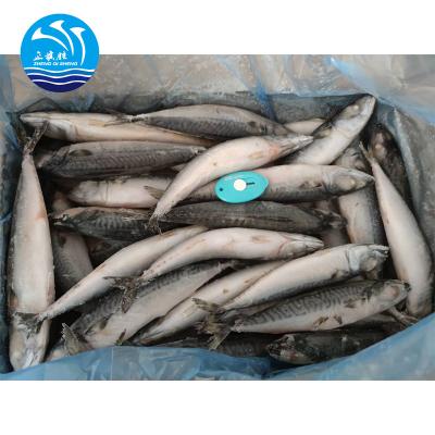 China Mackrel FROZEN Frozen Fish for sale