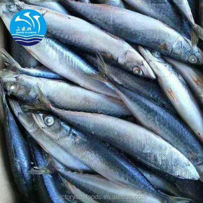 China Good Quality Makerel FROZEN Frozen Fish for sale