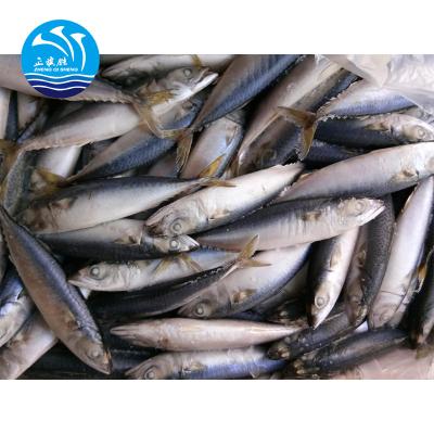 China Mackerel Pacific New Landing FROZEN Frozen Fish For Market for sale