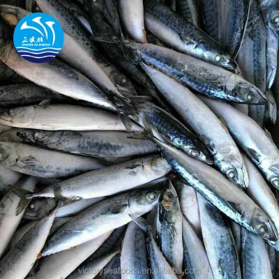 China Wholesale frozen seafood prices cheap frozen Pacific fish FROZEN mackerel for sale