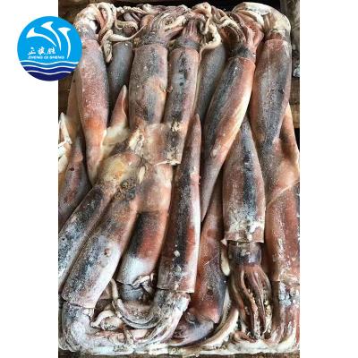 China Price Illex Argentina Gluten Free Frozen Giant Squid for sale