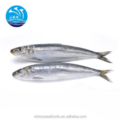 China FROZEN frozen sardine fish and other seafood for sale