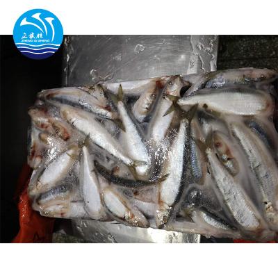 China Hot Selling FROZEN Price Whole Round Frozen Sardine for sale