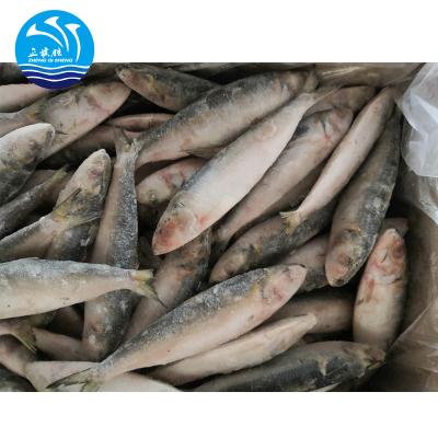 China Frozen Sardines FROZEN Morocco for sale