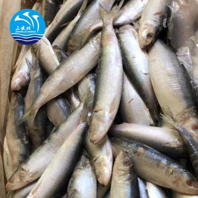 China Wholesale FROZEN frozen canned sardine in oil by factory price for sale