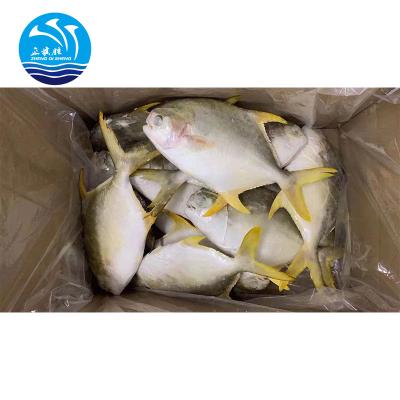 China Frozen damselfish golden price of the FROZEN good prices of frozen fish for sale