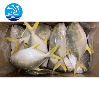 China Castagnoles and Salmon Fish d'or frozen FROZEN for sale