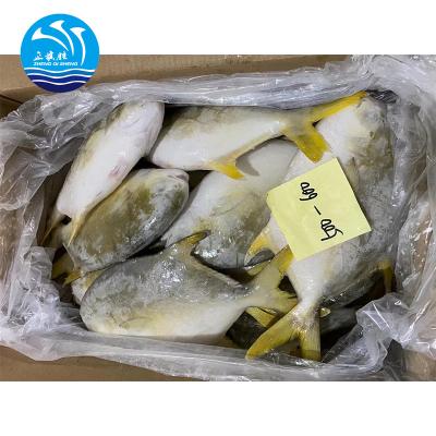 China The FROZEN whole round of seafrozen BQF frozen golden damselfish for the market for sale